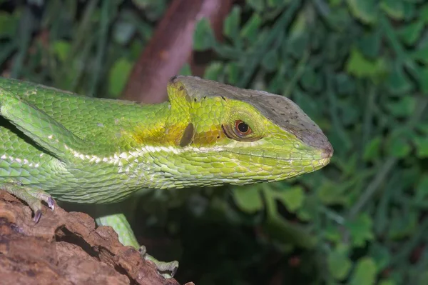 Gros Plan Iguane Casquehead Est Sur Rocher Dans Zoo Avec — Photo