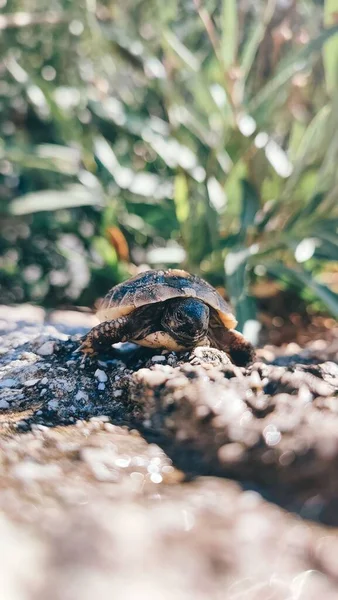 Selective Focus Shot Small Turtle Crawling Rocks — Stock Photo, Image