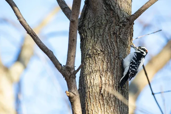 啄木鸟在树上栖息的有斑点啄木鸟的选择性镜头 — 图库照片