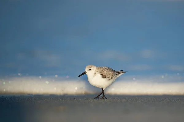 Een Close Shot Van Een Zandloper Vogel Het Water — Stockfoto