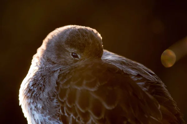 Een Dichtbij Portret Van Een Rustende Purple Sandpiper Vogel — Stockfoto