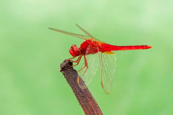 一只红蜻蜓在植物上的特写 — 图库照片
