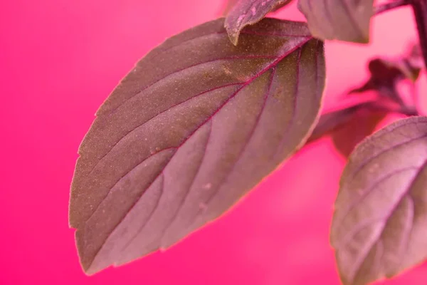 Eine Nahaufnahme Von Roten Blättern Auf Dem Rosa Hintergrund — Stockfoto