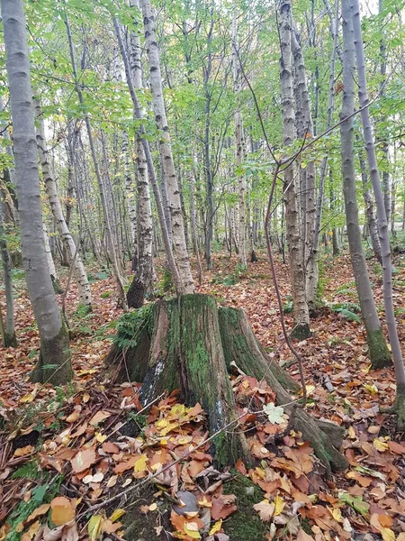 Egy Függőleges Lövés Magas Sűrű Fák Erdőben — Stock Fotó