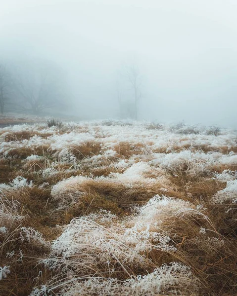 Forest Surrounded Dense Trees Fog — Stock Photo, Image