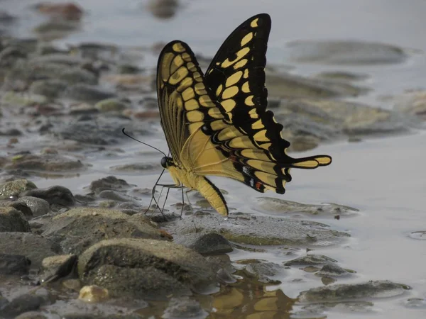Closeup King Swallowtail Butterfly Stones Pond Blurry Background — Stock Photo, Image