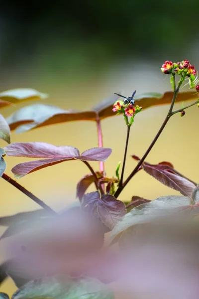 Eine Vertikale Aufnahme Eines Insekts Auf Kleinen Blüten Mit Großen — Stockfoto