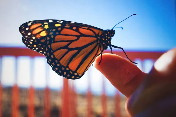 Бабочка Монарха Стоящая Пальце Человека — стоковое фото