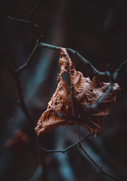 Çıplak Bir Dalda Kurumuş Bir Yaprağın Yakın Çekimi — Stok fotoğraf