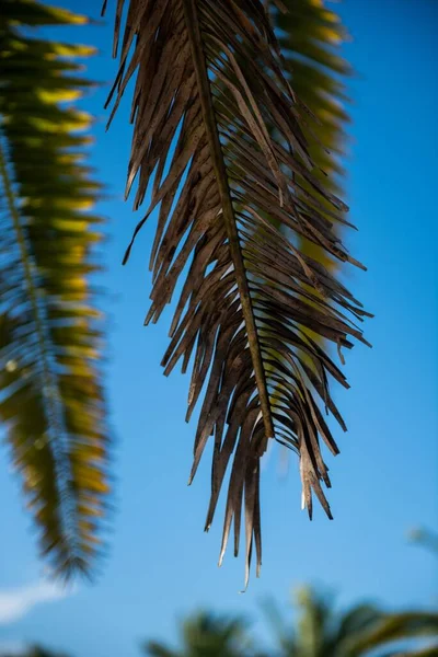Зеленые Пальмовые Ветви Голубом Фоне Неба — стоковое фото