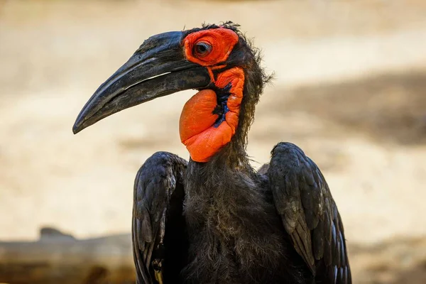 Retrato Cuervo Con Cuernos Kaffir Parque Oasis — Foto de Stock