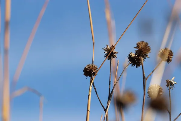 Güneş Işığı Altındaki Kuru Bitkilerin Seçici Odak Noktası — Stok fotoğraf