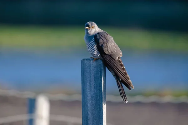Bulanık Bir Arkaplanda Sıradan Bir Guguk Kuşunun Güzel Bir Yakın — Stok fotoğraf