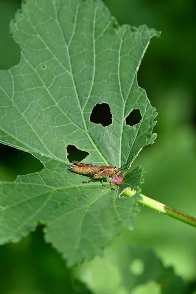 Yeşil Bir Yaprağın Üzerinde Duran Küçük Bir Cırcır Böceğinin Dikey — Stok fotoğraf