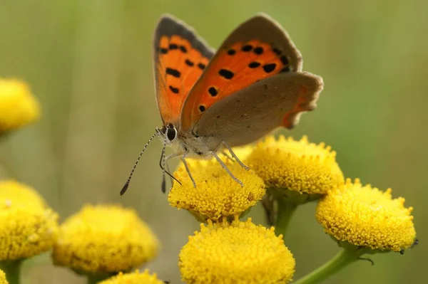 Gros Plan Papillon Lycaena Phlaeas Commun Cuivre Sur Une Fleur — Photo