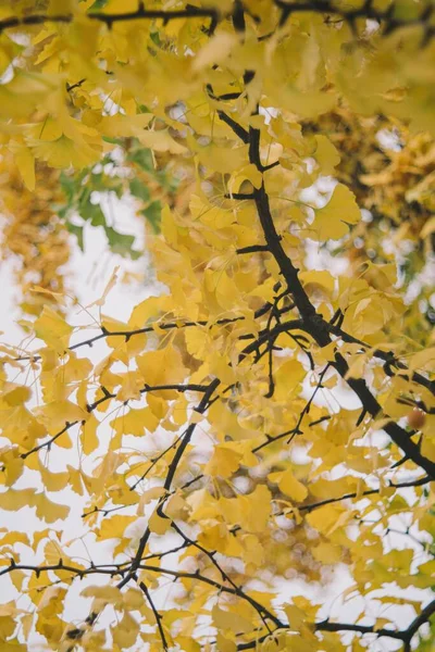 Ein Schöner Herbstlicher Hintergrund Aus Gelben Blättern Auf Einem Baum — Stockfoto
