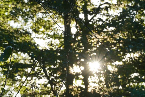 Солнечный Луч Проходит Через Зеленые Верхушки Деревьев Пышными Листьями Летний — стоковое фото