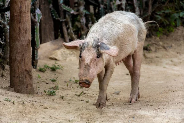 Дикая Грязная Свинья Гуляет Лесу Чивирико Куба — стоковое фото