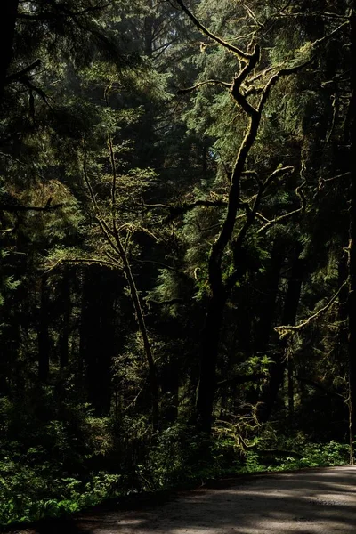 レッドウッド国立公園と北カリフォルニア州立公園のレッドウッドの木の歩道の垂直方向 — ストック写真