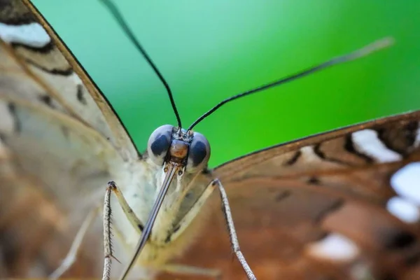 Makro Strzał Pięknej Brązowej Sowy Motyl Roślinach — Zdjęcie stockowe