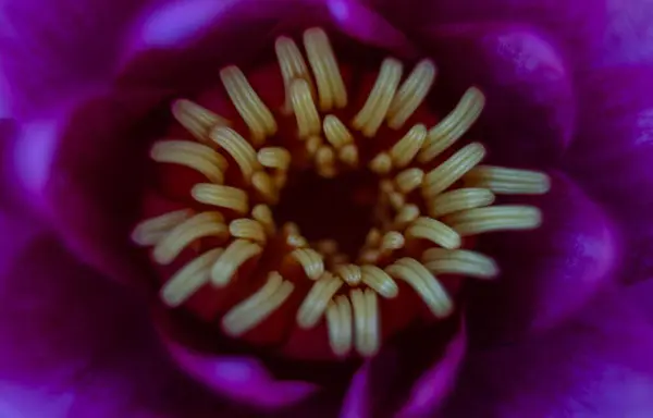 Makro Ujęcie Purpurowego Kwiatu Pieczątka — Zdjęcie stockowe