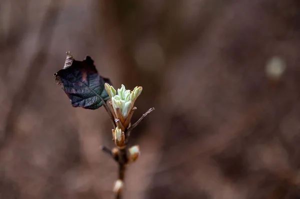 Осіння Рослина Неглибокому Фокусі — стокове фото