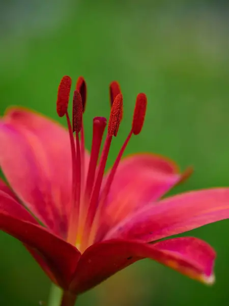 Selektywny Ogniskowanie Różowy Lilia Kwiat — Zdjęcie stockowe