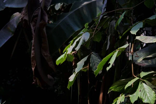 在背景模糊的森林里爬行的植物和灌木丛的特写镜头 — 图库照片