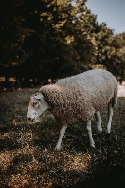 Pionowe Ujęcie Białych Owiec Texel Wypasu Zielonym Polu Obszarach Wiejskich — Zdjęcie stockowe