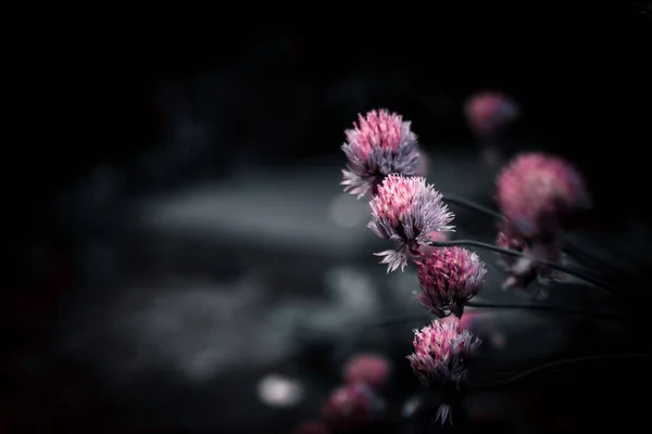 Una Hermosa Flor Flor Sobre Oscuro Fondo Borroso — Foto de Stock