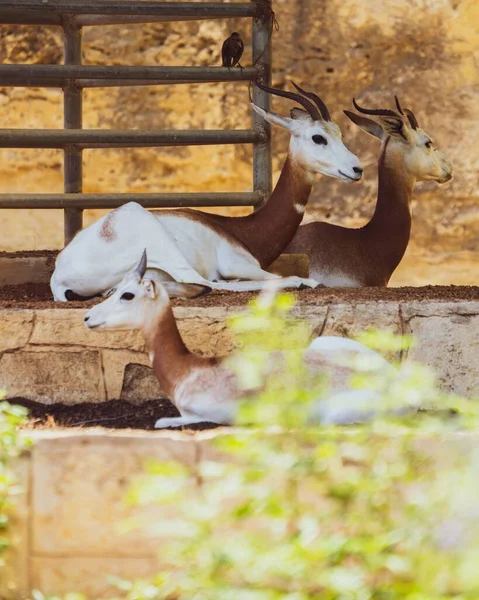 Hayvanat Bahçesindeki Dama Ceylanları Manzarası — Stok fotoğraf