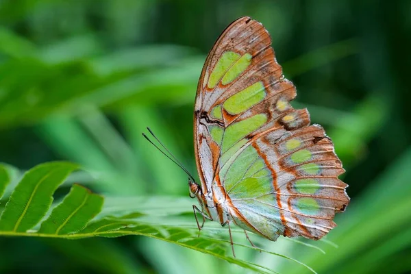 植物上の美しい明るい模様の蝶のマクロショット — ストック写真