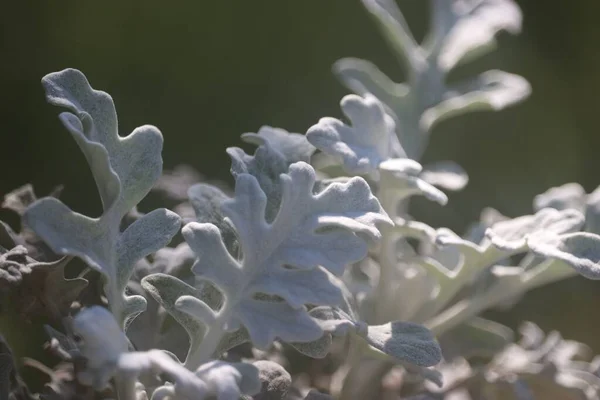 Ένα Μακροσκοπικό Πλάνο Από Λευκά Φύλλα Ενός Silver Φυτού Πάνω — Φωτογραφία Αρχείου