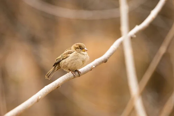 Selective Focus Shot True Sparrow Bird Perched Bare Tree Branch — Stock Photo, Image