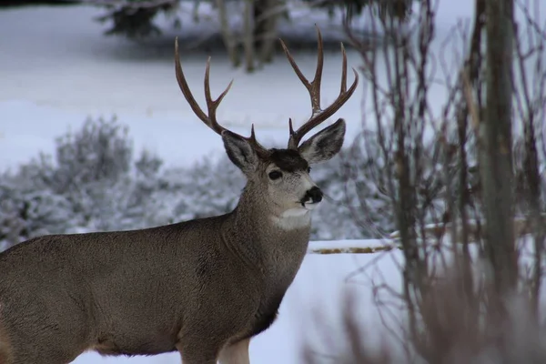 一只冬季风景雪白的白尾鹿的特写模糊了背景 — 图库照片