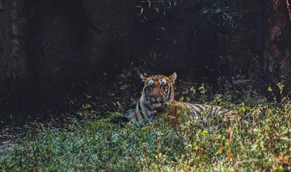 Μια Όμορφη Φωτογραφία Της Τίγρης Της Βεγγάλης Που Αιχμαλωτίστηκε Αναπαύεται — Φωτογραφία Αρχείου