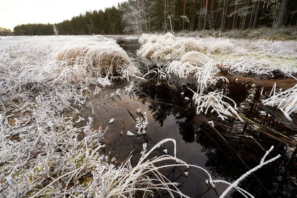 겨울에 강가에서 자라는 서리로 뒤덮인 풀들로 뒤덮인 — 스톡 사진