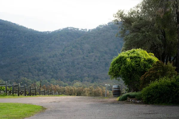 ニューサウスウェールズ州ハンターバレーのブドウ畑にあるワイン樽で 緑豊かな木が背景にあります — ストック写真