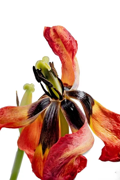 Vertical Macro Shot Still Life Wilted Tulip White Background — Stock Photo, Image