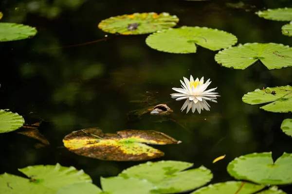 池に浮かぶ蓮の葉に囲まれた蓮の花のクローズアップ — ストック写真