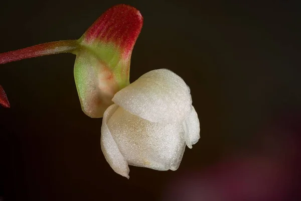Egy Kristályorchideás Növény Közelsége — Stock Fotó