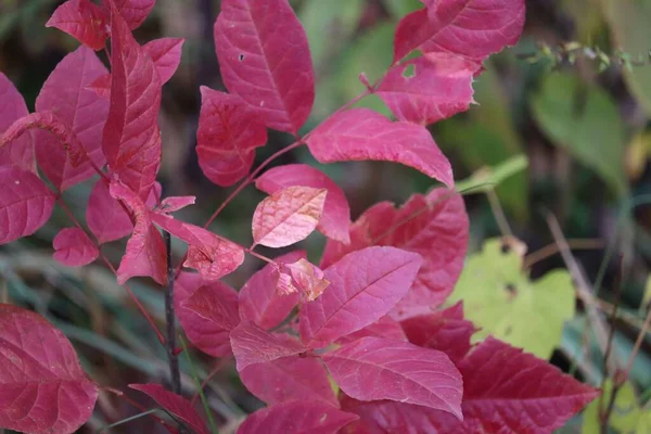Bir Ormanın Bulanık Arka Planına Karşı Kırmızı Sonbahar Yapraklarının Yakın — Stok fotoğraf