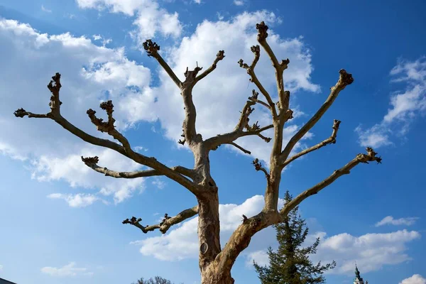 Niski Kąt Nagiego Drzewa Niebieskim Niebem Tle — Zdjęcie stockowe