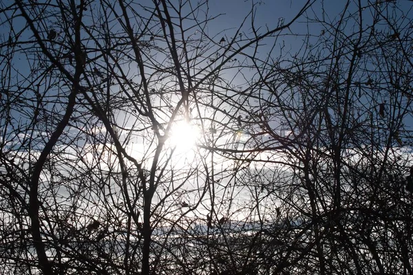 Parlayan Güneşin Arka Planında Büyüyen Sık Ağaçların Görüntüsü — Stok fotoğraf
