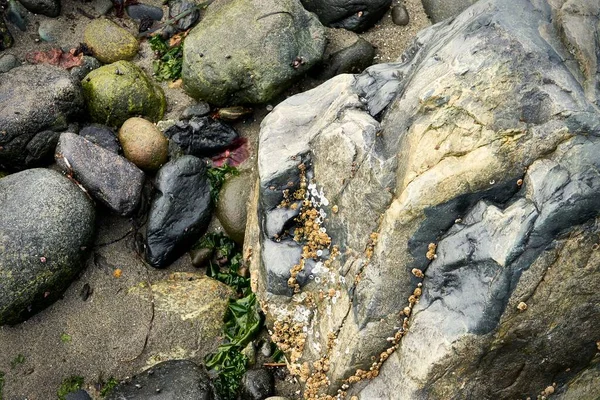 Primo Piano Rocce Colorate Alghe Fienili Una Spiaggia Oceanica Con — Foto Stock
