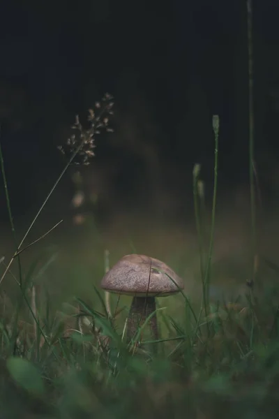 背景がぼやけている森の中に生えている小さなキノコの塊 — ストック写真