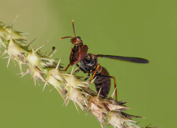 Macro Shot Polistes Wasp Wildflower Blurred Background — Stock Photo, Image