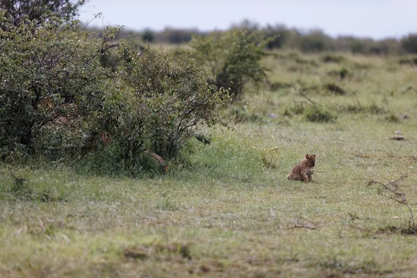 Filhote Leão Orgulho Topi Relaxando Masai Mara Quênia — Fotografia de Stock