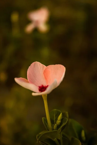 Közelkép Virágzó Rózsaszín Catharanthus Elszigetelt Homályos Háttérrel — Stock Fotó