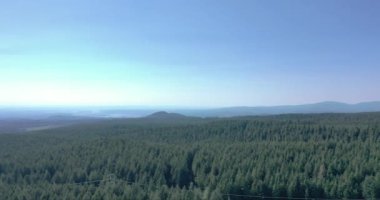 Açık mavi gökyüzünün altındaki sık bir ormanın havadan çekilmiş görüntüsü.